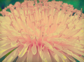 Pink vintage flower - beautiful-pictures photo
