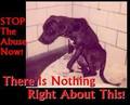 STOP THIS....PLEASE !!! - against-animal-cruelty photo