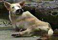 STOP THIS....PLEASE !!! - against-animal-cruelty photo