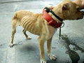 This Must Be Stopped :( - against-animal-cruelty photo