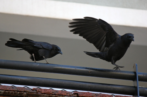  Two American Crows