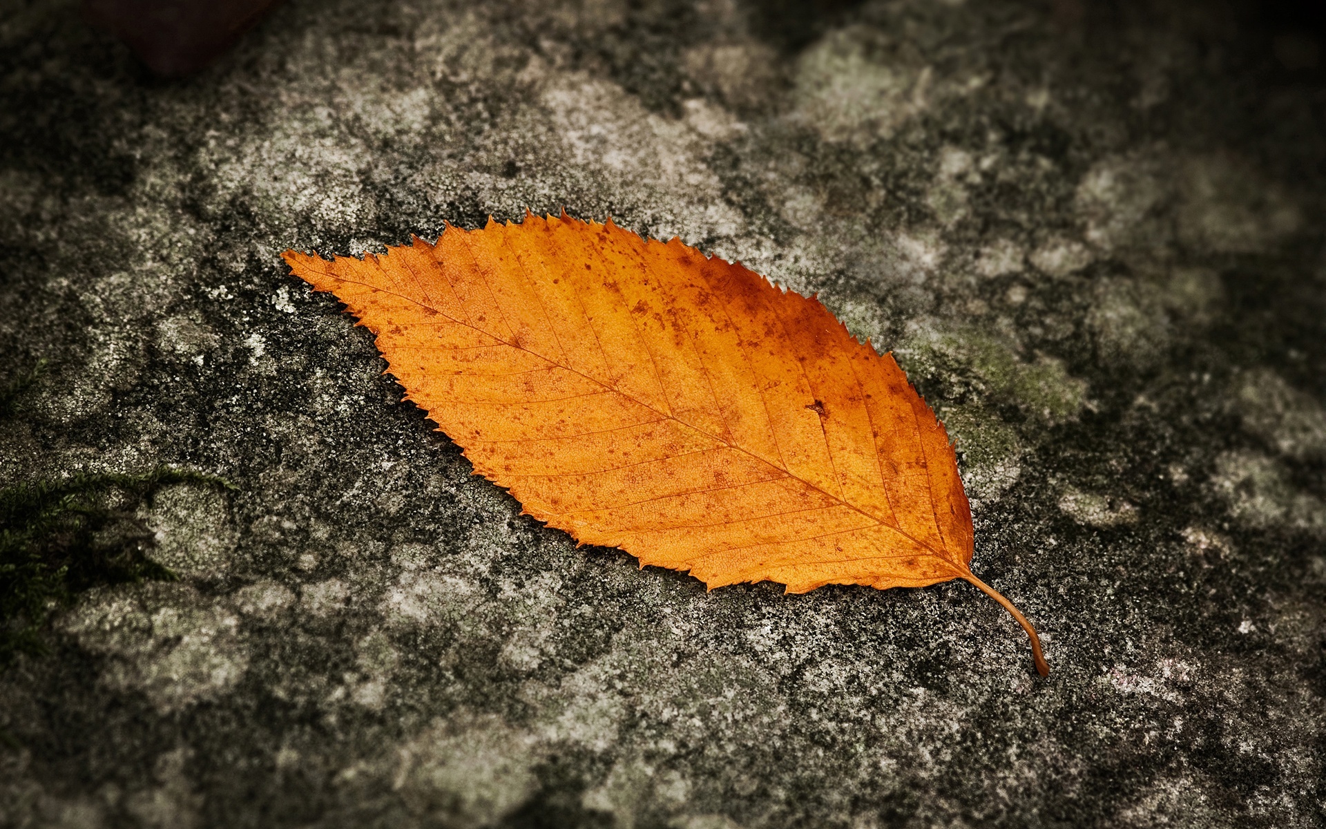 Autumn leaves - Autumn Wallpaper (22177700) - Fanpop
