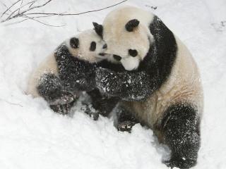 More Cute Pandas