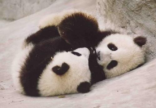  और Cute Pandas!