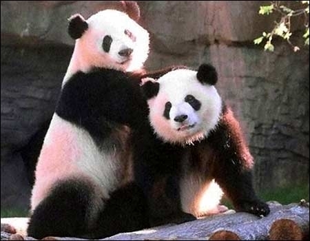  আরো Cute Pandas!