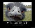 Mr. Ostrich... - random photo