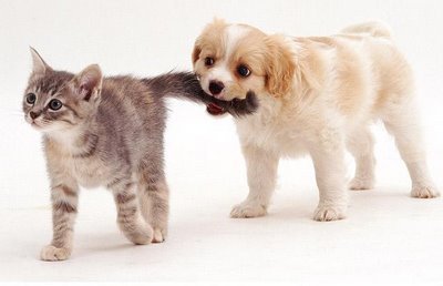  Welpen vs Kätzchen