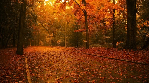  Trees in autumn