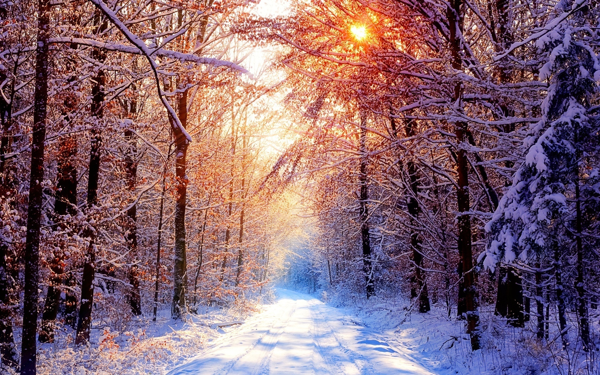Winter trees - Winter Wallpaper (22173860) - Fanpop