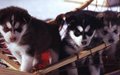 Adorable Puppies - puppies wallpaper