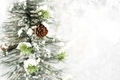 Christmas tree - christmas photo