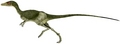  Compsognathus