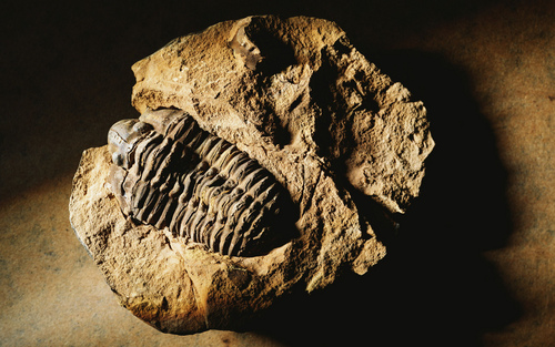  Fossils