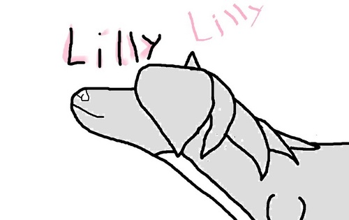  Lilly