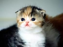 Kittens Cry
