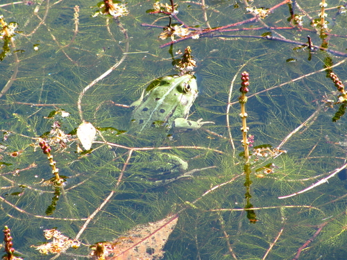  Swimming frog