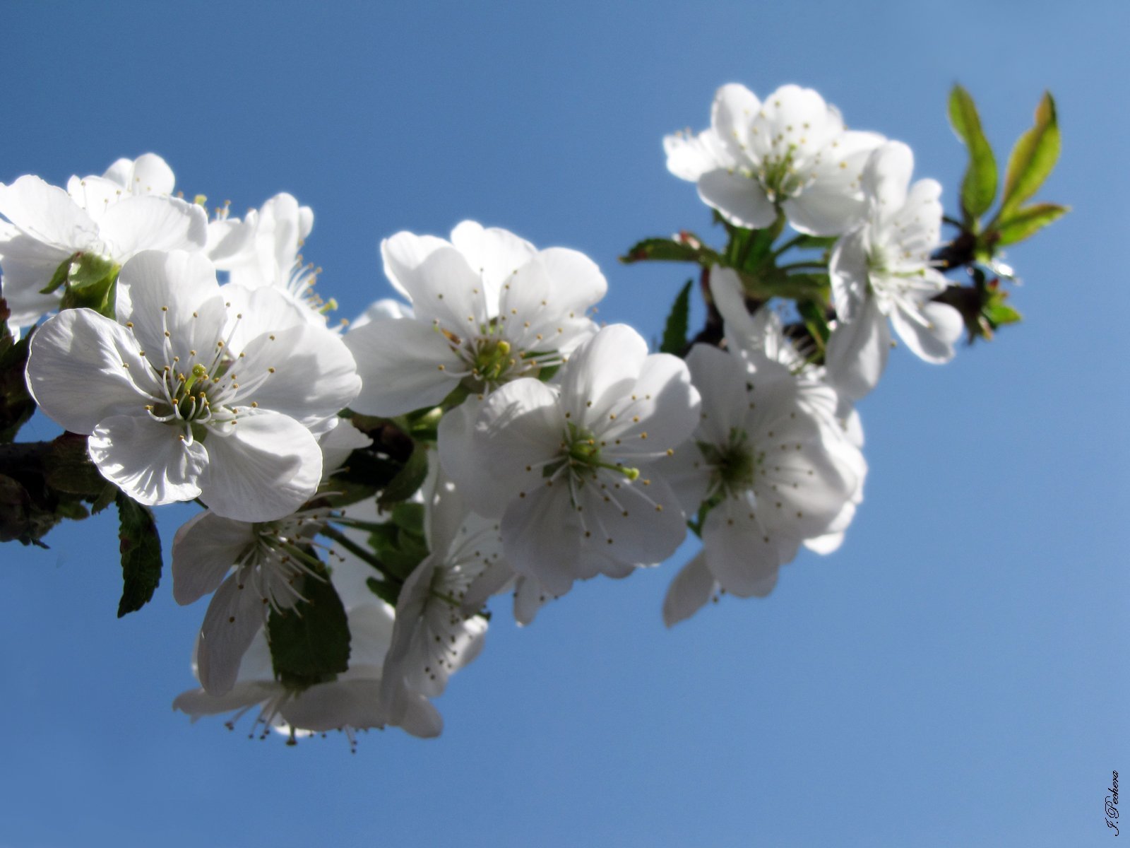 blossoms - Flowers Photo (22284040) - Fanpop
