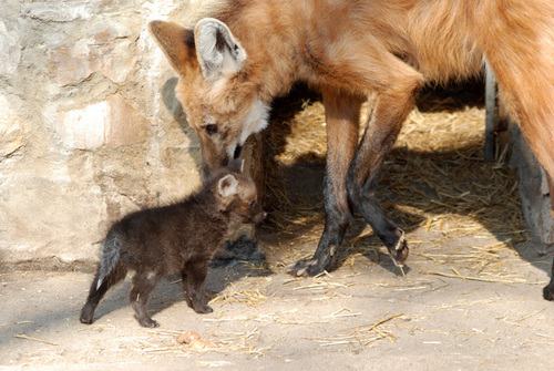  Adult maned lobo with a pup