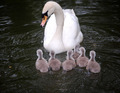 God's Beautiful Swans ♥  - god-the-creator photo