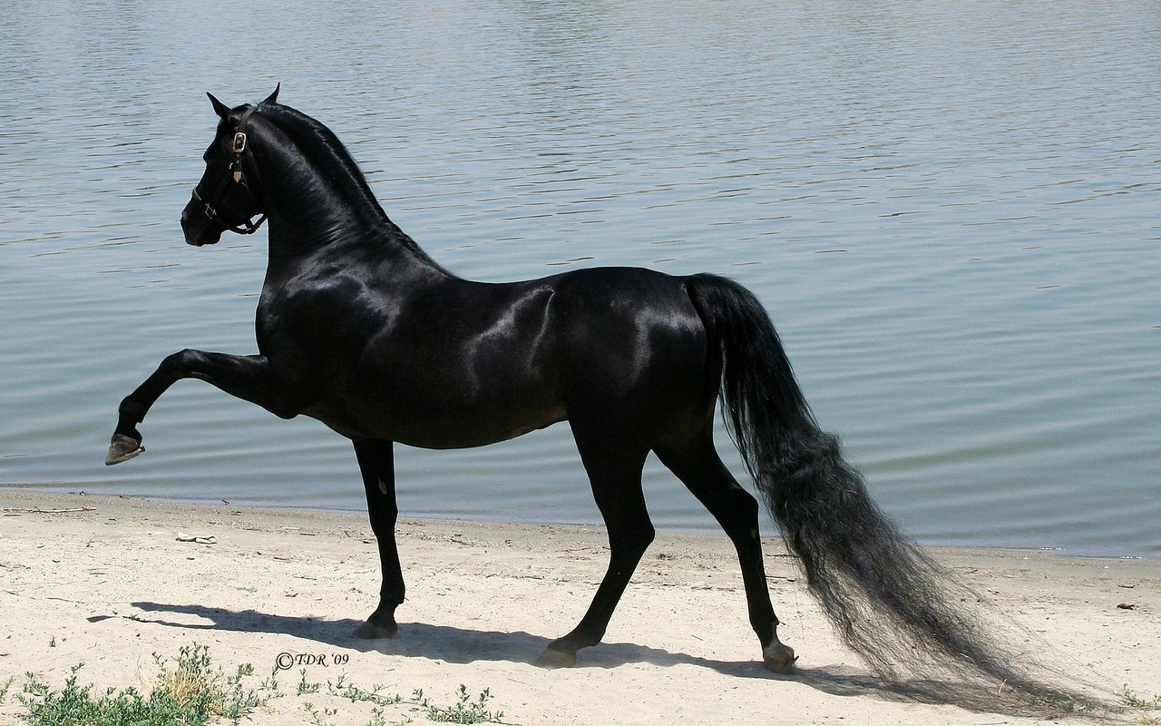 Horses Beautiful Horse