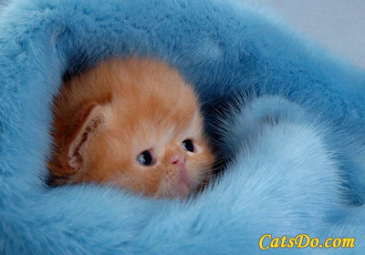  Cute kitten