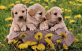 Little Sweethearts - puppies wallpaper