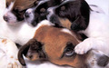 Little Sweethearts - puppies wallpaper