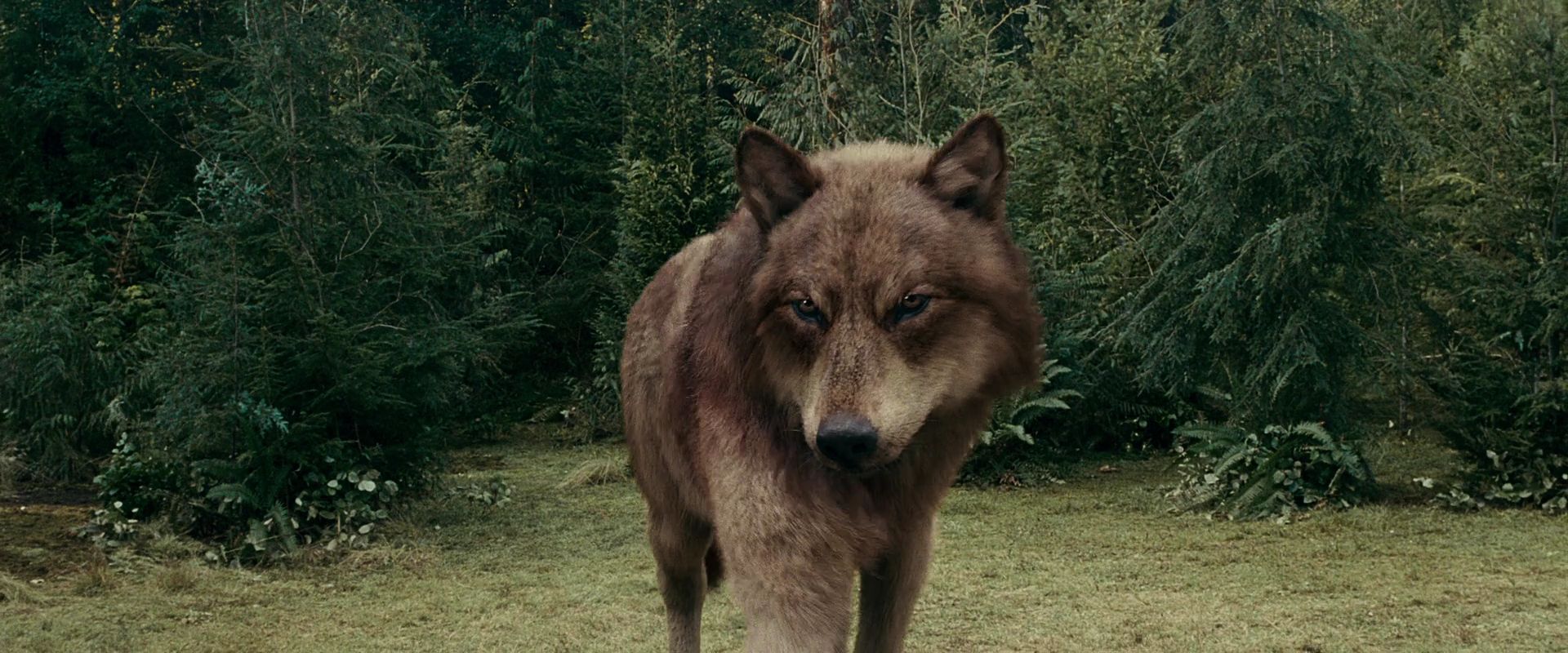 джейкоб волк фото
