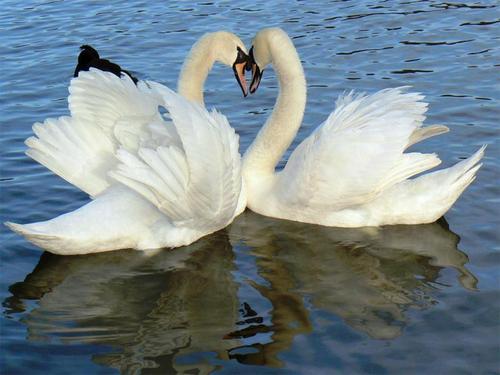  Beautiful Swans