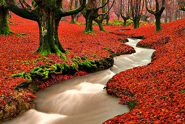 nominelt indenlandske heldig Fall - Beautiful Nature Photo (22666823) - Fanpop
