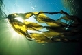 Seaweed - photography photo