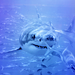 Sharks - sea-life icon