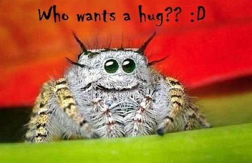 Worlds most adorable Spider XD