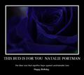 Blue Rose - natalie-portman fan art