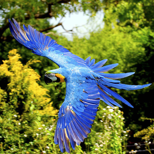  Blue-and-yellow एक प्रकार का तोता, एक प्रकार का वृक्ष