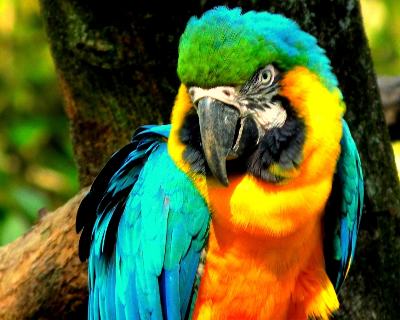 Blue-and-yellow Macaw - cats,parrots and butterflies Wallpaper (22883117) -  Fanpop