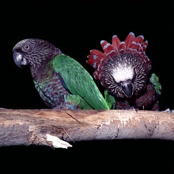  Hawk-headed pappagallo
