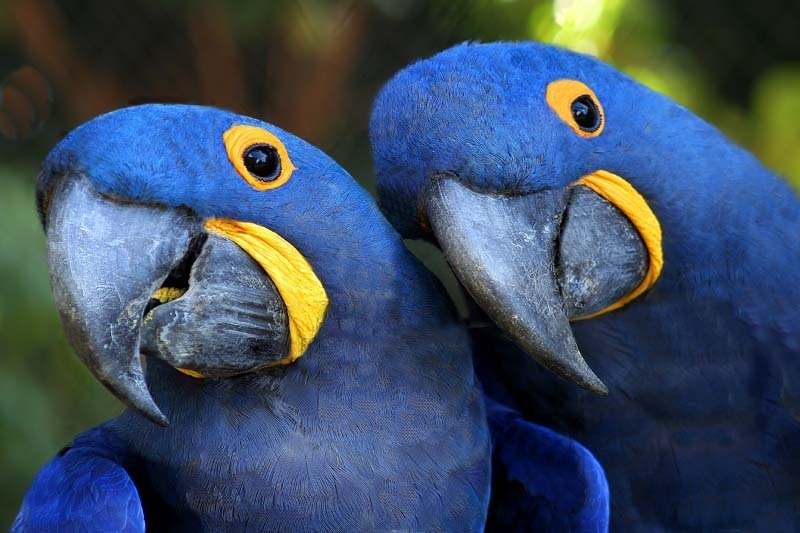 Hyacinth Macaw - cats,parrots and butterflies Photo ...