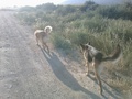 My dogs - alpha-and-omega photo