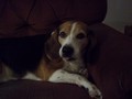 Riley! - fanpop-pets photo