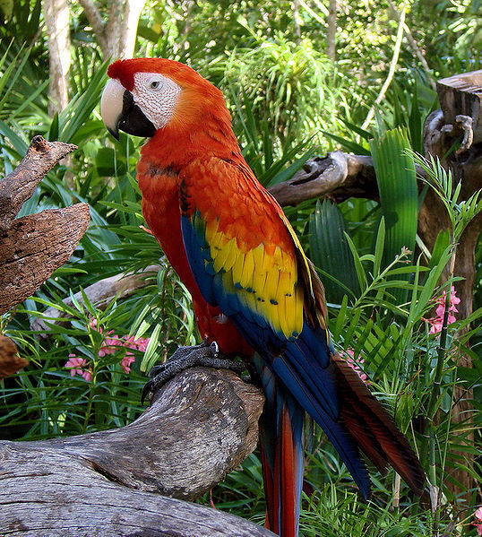Key Holder Scarlet Macaw S - Vẽ Vẹt Đỏ Đuôi Dài, HD Png Download ,  Transparent Png Image - PNGitem