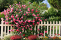 Touch of pink  - beautiful-pictures photo