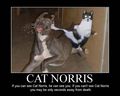 cat norris - random photo