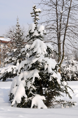  conifers in winter