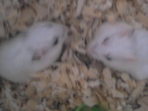  hamsters