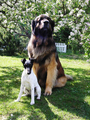 Atlas the Leonberger and friend - dogs photo