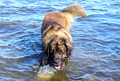 Atlas the Leonberger - dogs photo