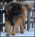 Atlas the Leonberger - dogs photo