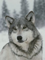 Beautiful Wolf - wolves photo