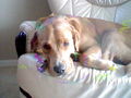 My dog Pudge! X3 - dogs photo